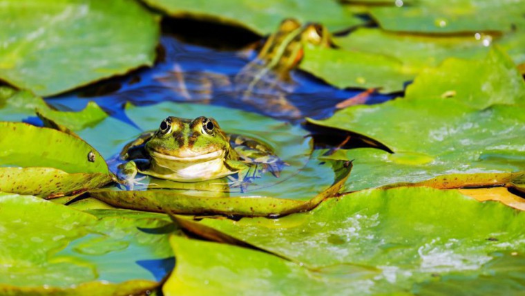 Teich mit Seerosenbl&auml;ttern und einem gr&uuml;nen Frosch