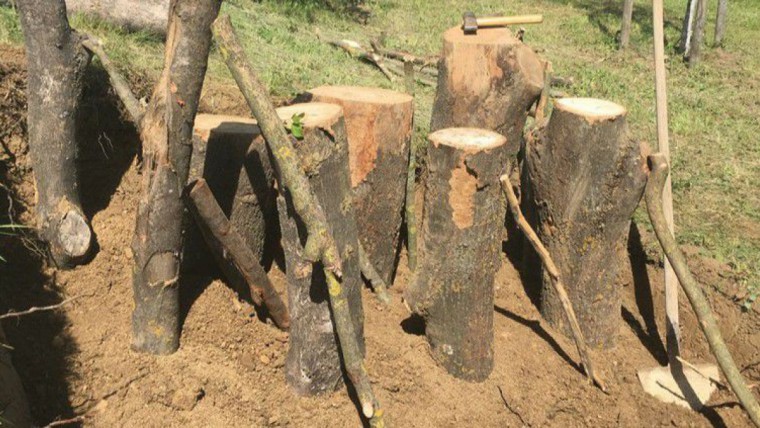Holzst&auml;mme im Boden vergraben