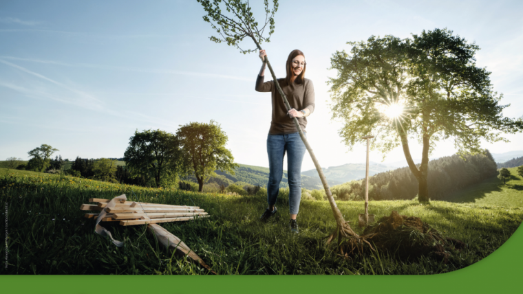 Frau pflanzt Hochstamm Obstbaum