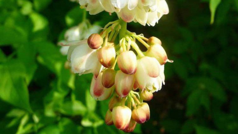 Pimpernuss - Staphylea Pinnata