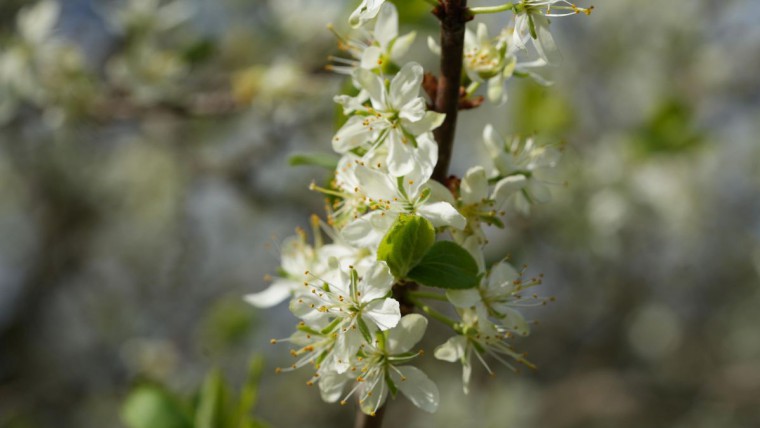 Hochland-Kriecherl (prunus insititia)