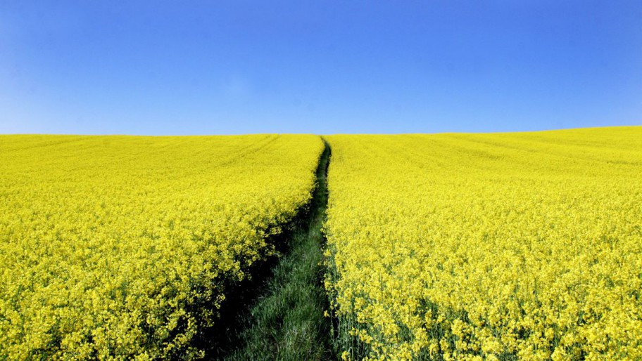 Der Winterraps stellt für die Bienen eine wichtige Nahrungsquelle dar. 