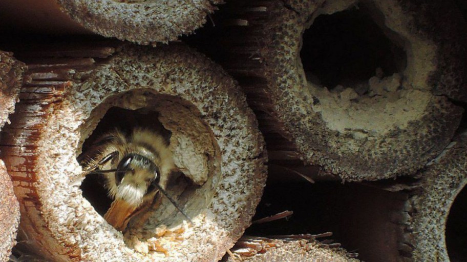 Mauerbiene im Insektenhotel