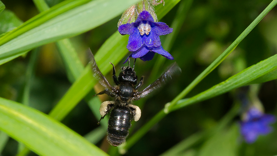 Weibchen der Ochsenzungen-Sandbiene (Andrena Nasuta)