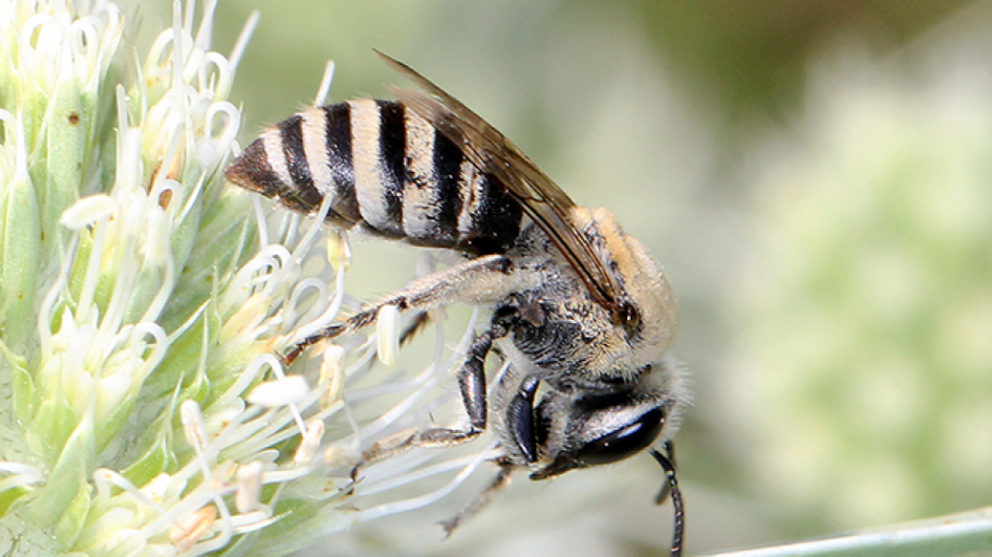 Foto des Weibchens der Mannstreu-Seidenbiene (Colletes hylaeiformis).