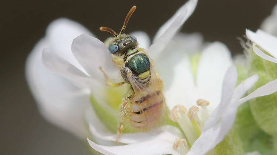 Foto des Weibchens der Dünen-Steppenbiene (Nomioides minutissimus).