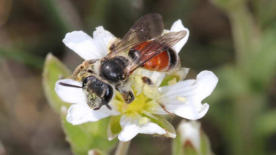 Foto der Roten-Ehrenpreis-Sandbiene (Andrena labiata).