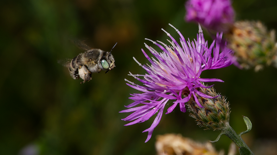 Foto des Weibchens der Dünen-Pelzbiene (Anthophora Bimaculata).