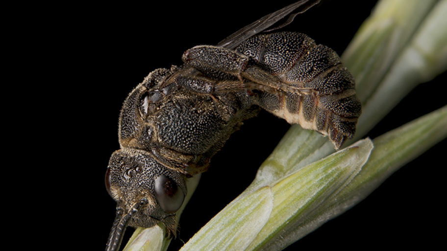 Foto des Männchens der Kurzfühler-Kraftbiene (Biastes brevicornis).