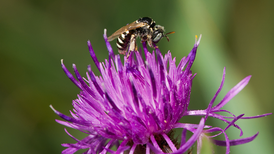 Foto des Weibchens der Steppen-Buntbiene (Camptopoem frontale).