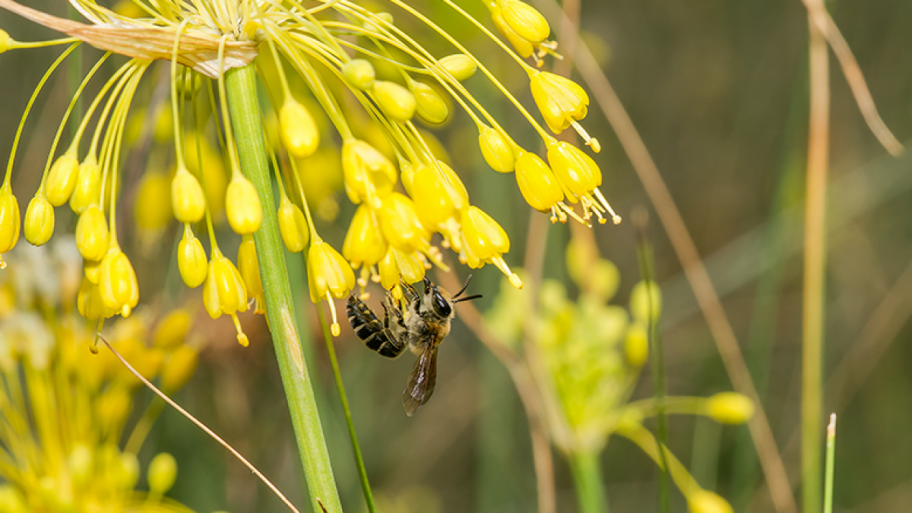 Männchen der Lauch-Seidenbiene (Colletes graeffei) auf einer Blüte.