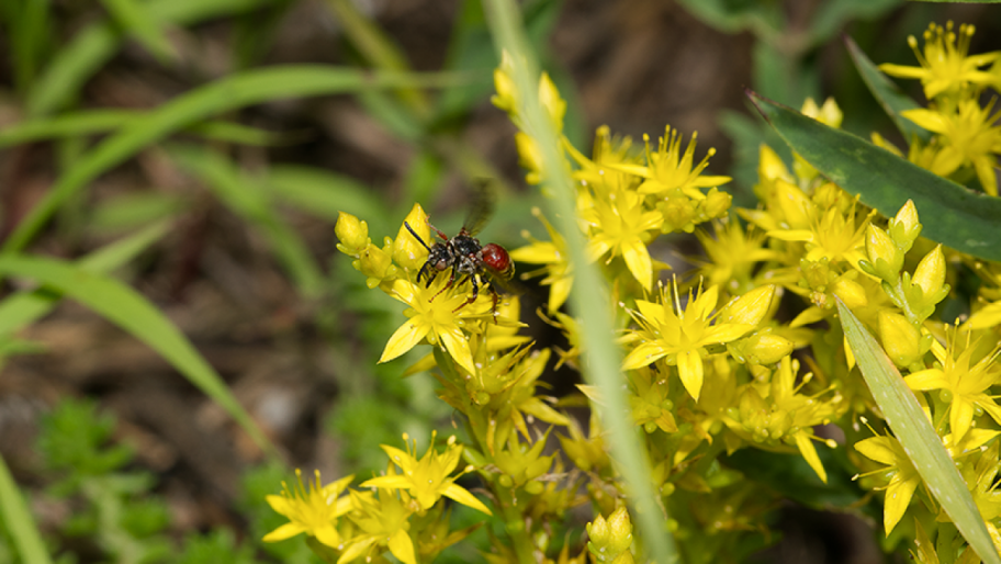 Foto des Weibchens der Gefleckten-Kurzhornbiene (Pasites maculatus).