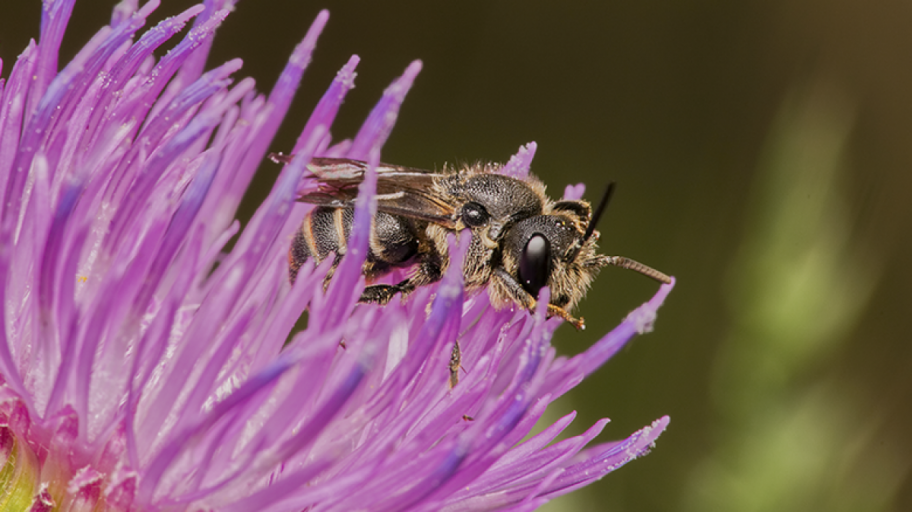 Foto des Männchens der Punktierten Düsterbiene (Stelis puntulatissima).