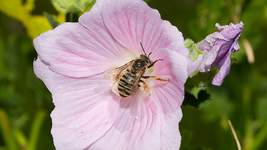 Weibchen der Malven-Langhornbiene (Tetralonia macroglossa) auf einer Blüte.