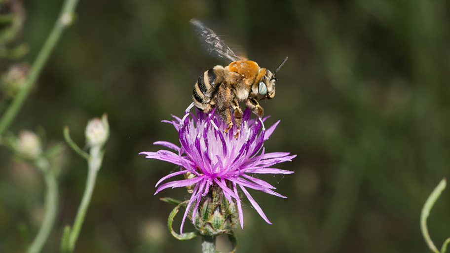 Weibchen der Flockenblumen-Langhornbiene (Tetraloniella dentata) auf einer lila Blüte