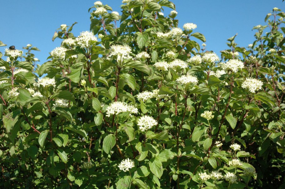 Roter Hartlriegel (Cornus sanguinea) in Blüte