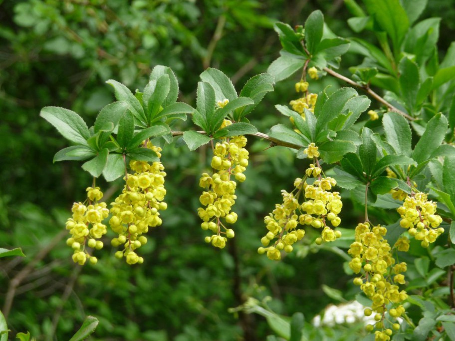 Berberitze in Blüte