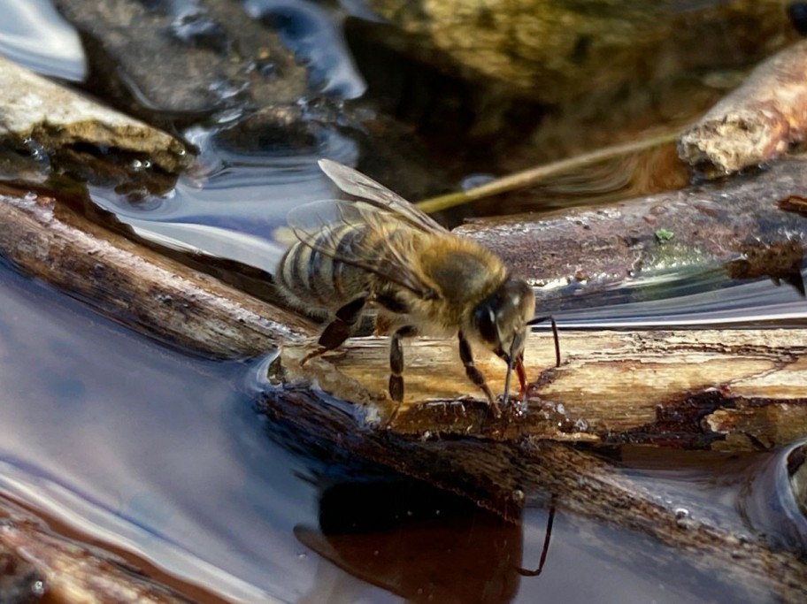 Biene im Wasser