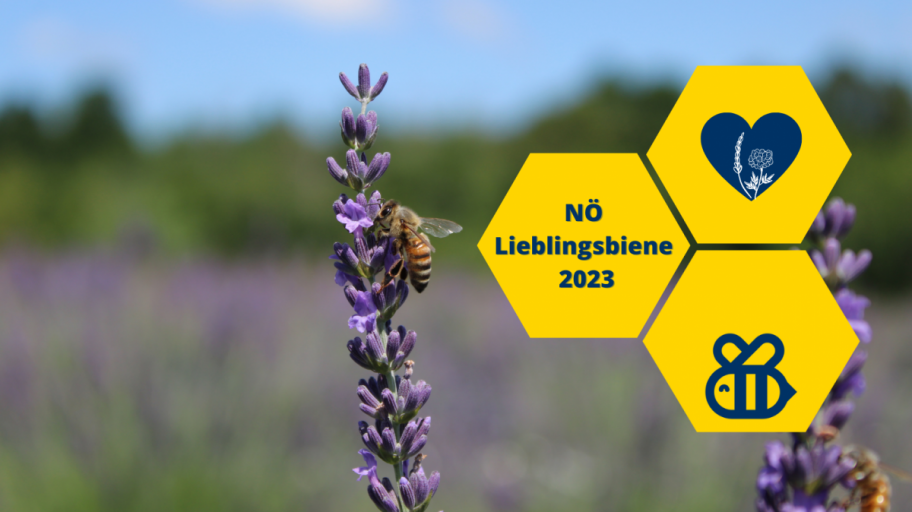 Die Wahl zur NÖ Lieblingsbiene 2023
