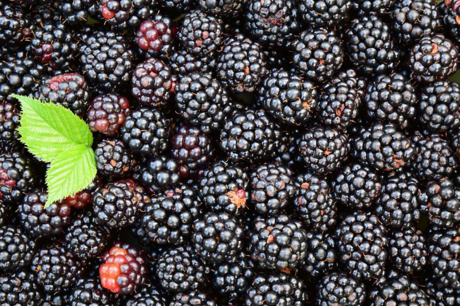 Brombeeren