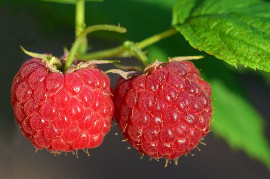 Himbeeren am Strauch