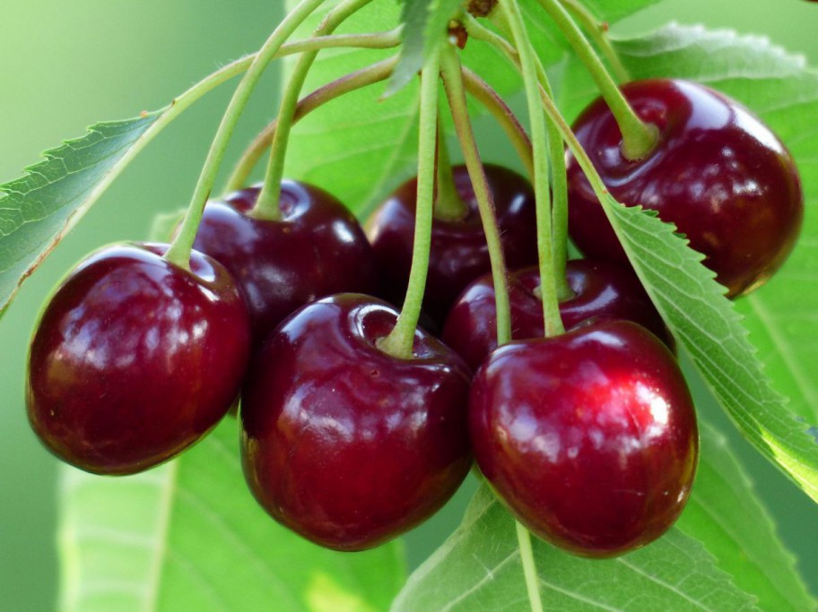 rote Kirschen in Großaufnahme am Baum