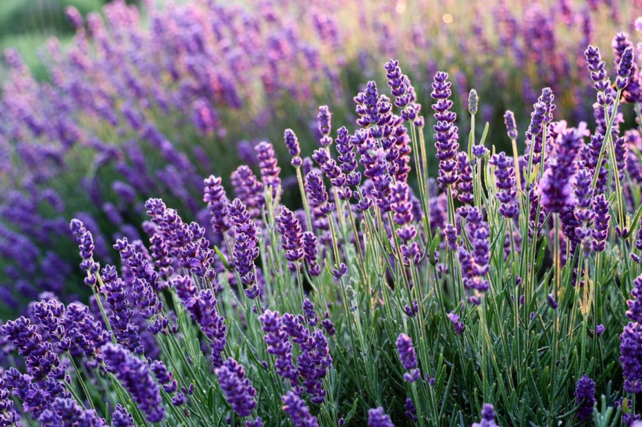 Lavendel blühend am Feld