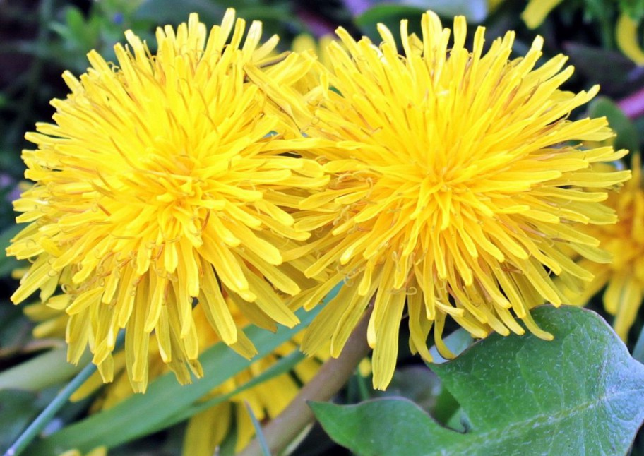Löwenzahnblüten