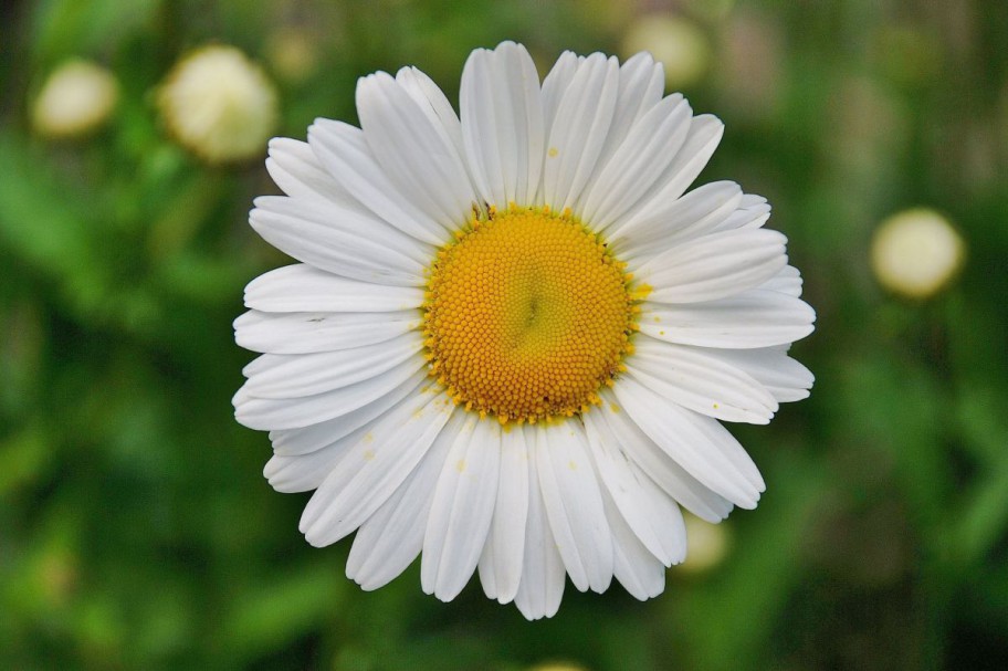 eine Margeritenblüte