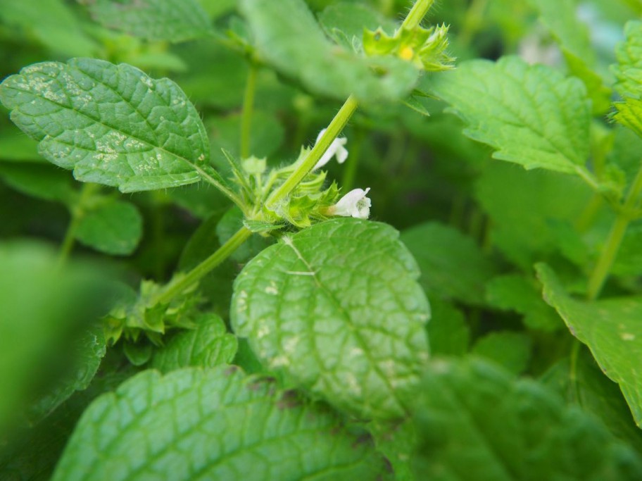 Blätter und Blüten der Zitronenmelisse