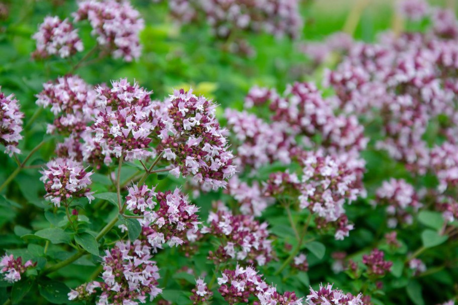 Blühender Oregano