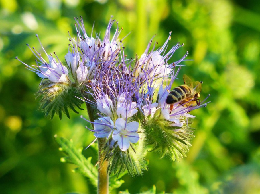 Blühende Phacelie mit Biene