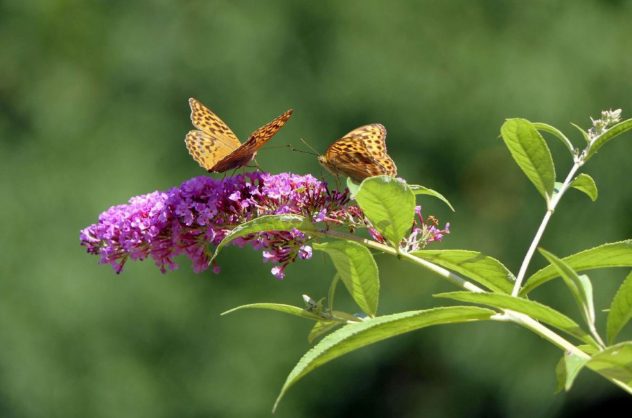 Sommerflieder mit Schmetterlingen