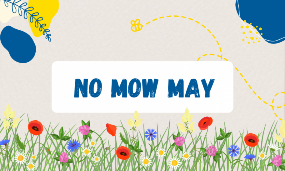 no_mow_may_beitragweb