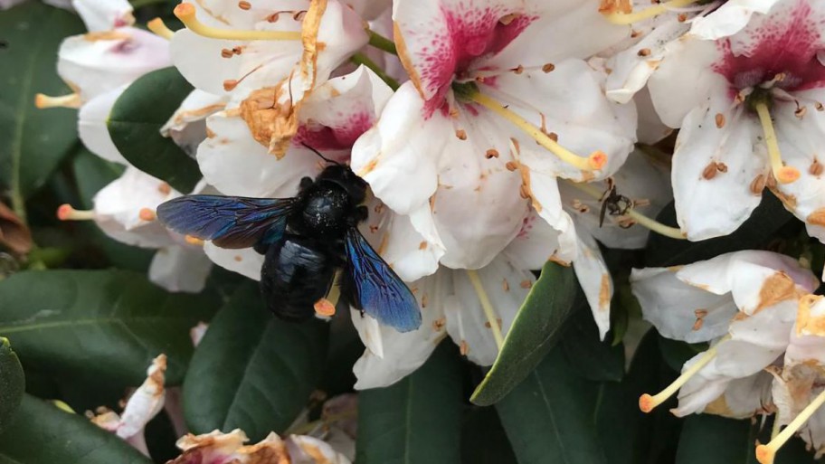 Blauschwarze Holzbiene auf Rhododendron Blüten