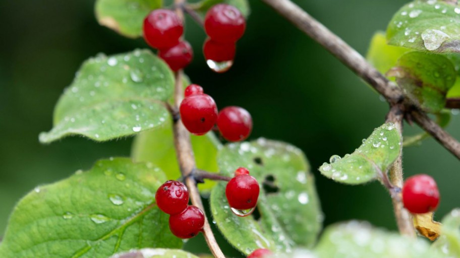 Rote Heckenkirsche – Lonicera xylosteum