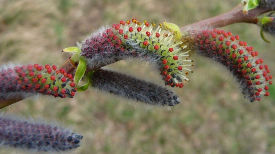 Purpur-Weide - Salix purpurea