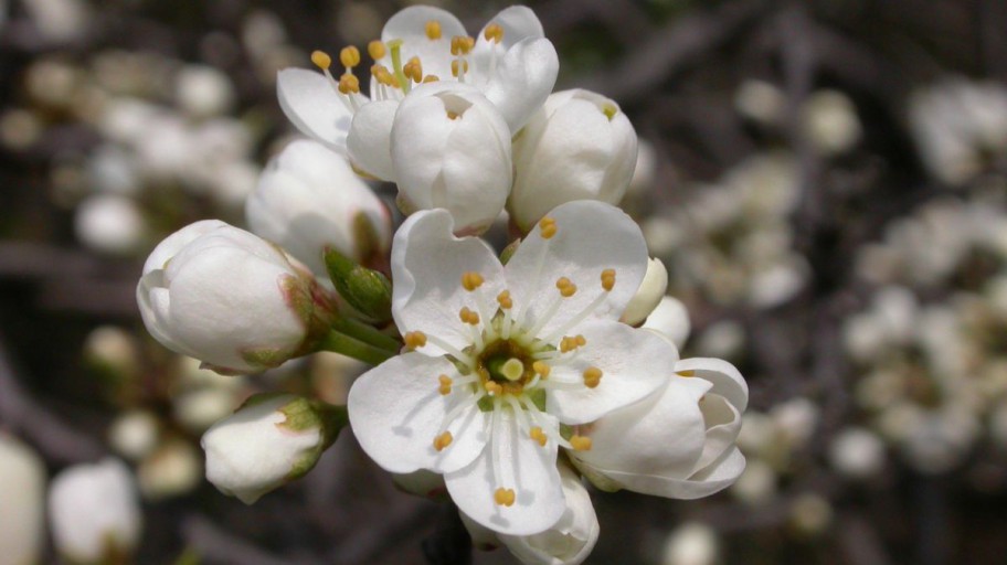 Schlehdorn - Prunus spinosa