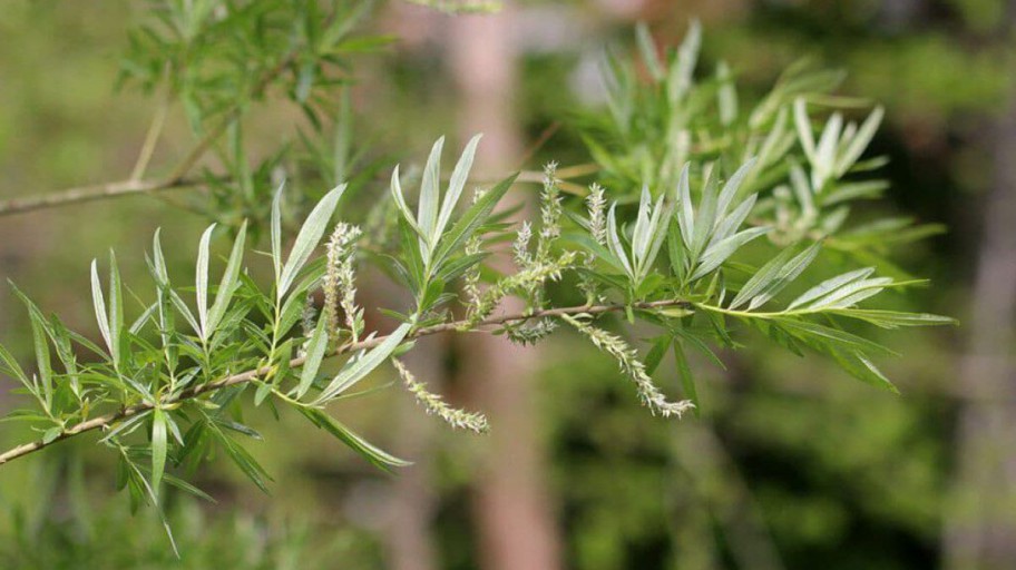 Korbweide - Salix viminalis