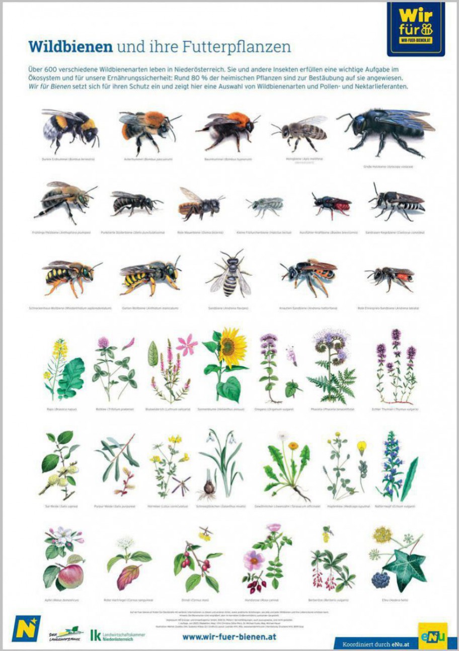 Plakat mit Bienen und Pflanzen