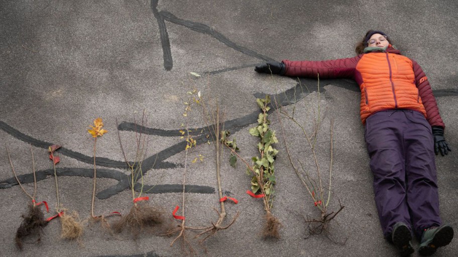 Wurzelnackte Gehölze im Größenvergleich