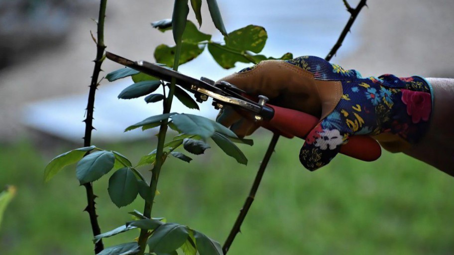 Strauch wird geschnitten