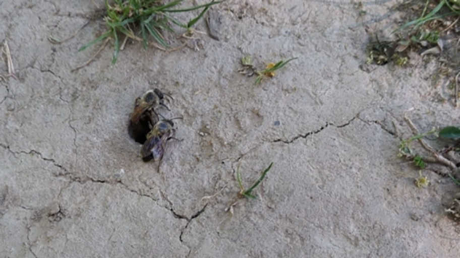 ERdloch mit 2 Bienen