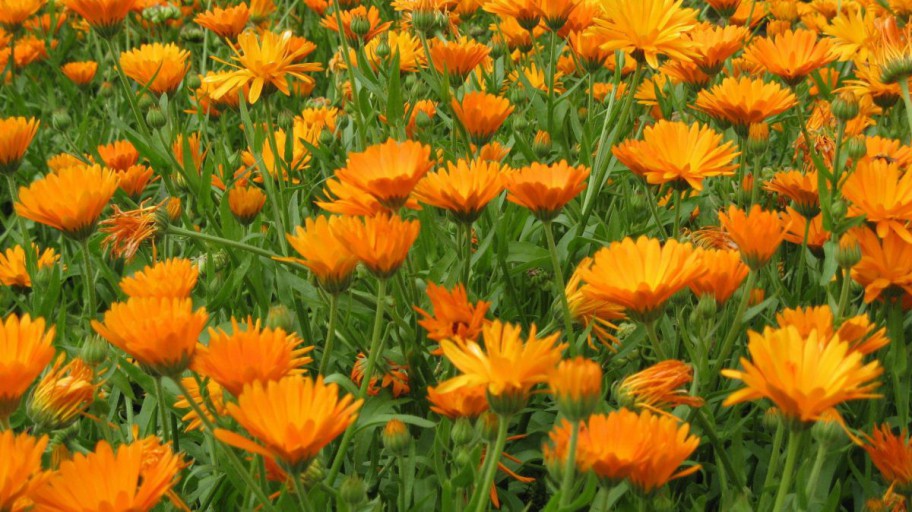 Bl&uuml;hende Ringelblumen