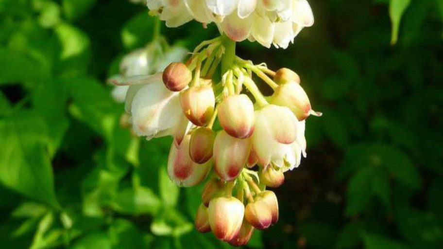 Pimpernuss - Staphylea Pinnata