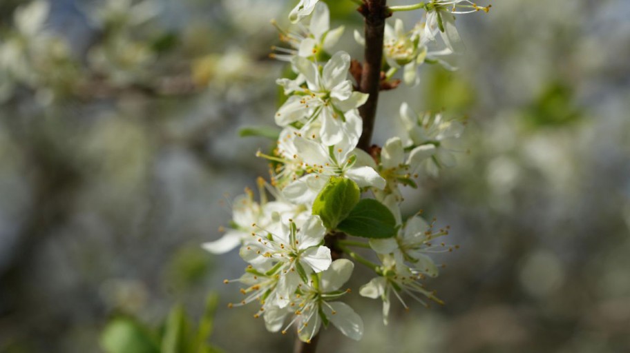 Hochland-Kriecherl (prunus insititia)